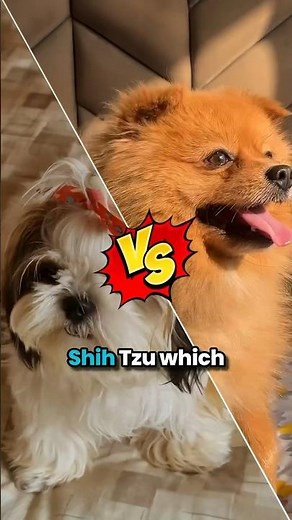Pomeranian vs. Shih Tzu: Which is better? #pomeranian #shihtzu #dog