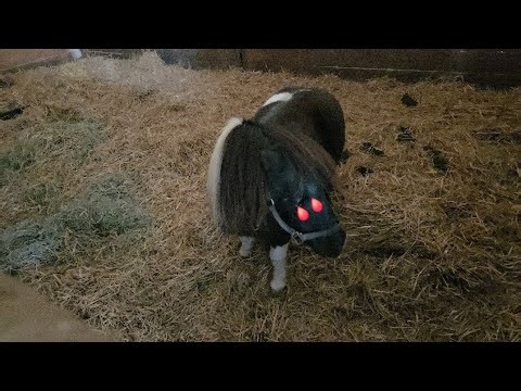 PD THE PONY GOT HIS EYES BLEEDING SINCE 2 DAYS AGO ( HE MAY LOSE HIS EYE )