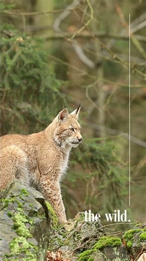 Explore The Wild | Rare Lynx Sighting in Mountains