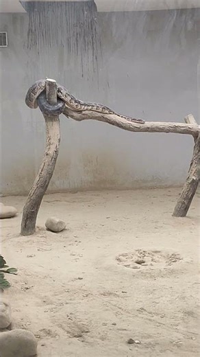 Python in zoo #animals #python #zoo