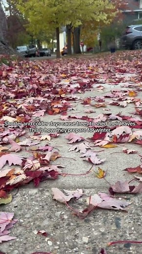 Final weeks of fall foliage in Michigan