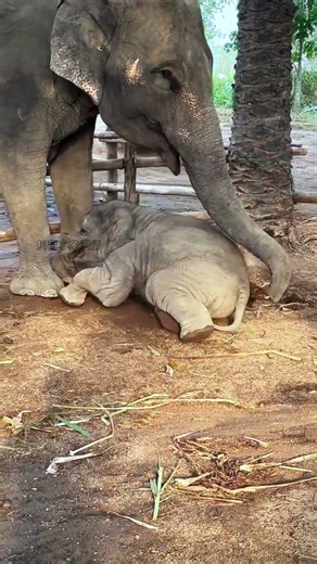baby elephant rushed out too quickly #animals #funny #cute