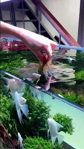 Angelfish feeding time