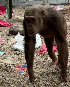 The whole squad joined to see this lad's prosthetic leg 🤣🐒 | LADbible Australia
