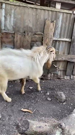 Village Morning Patrol 🇬🇭