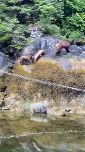 Experience sustainable tourism and the Eco-Adventure of a lifetime at Knight Inlet Lodge ... British Columbia’s original grizzly bear viewing lodge! Take a peek at this great video featuring Thimble and her two new cubs! Often guests will be greeted by Bear sightings right from the moment they leave their rooms and stroll the walkways of our floating Lodge... as with this video taken from the back of the Lodge Our resident Grizzly Bear population (one of the largest in Canada) are coming out of 