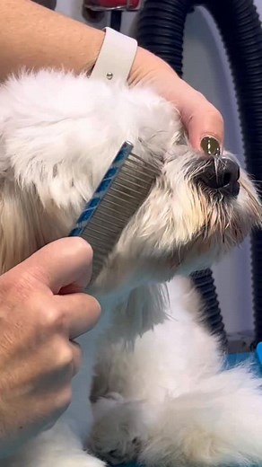 152K views · 4.2K reactions | Caption: How do you get a knot off the...