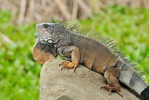 Iguana: qué es, características, hábitat, reproducción
