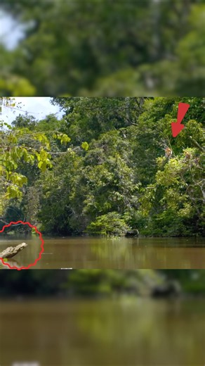 Monkey Jumps Into Crocodile Water 😨