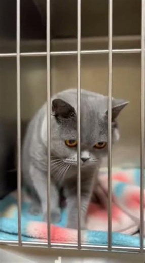 Cat Boxing Match! 😹 Powerful Punch on Stick 🥊 Watch This Fierce Feline Strike #cats #boxing #funny