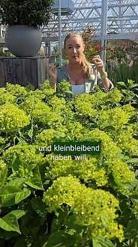 Pflanzen für den sonnigen Balkon - hier ein Überblick was du pflanzen kannst. #balkon #pflanzen