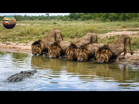 Wild Africa – Where Beauty Comes with Fear | POW – Animal World