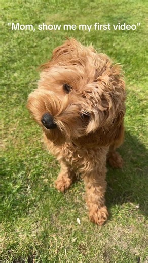 Cavapoo Puppies: An Adorable Introduction