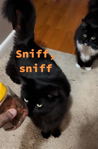 Quality control here😹lets check the quality of those sweet sweet treats😹❤️🐈🐈‍⬛ #fy #fyp #foryou #foryoupage #foryourpage