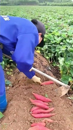 Rural Sweet Potato Harvest & Gathering#SweetPotatoHarvest #FallFarming #RuralLife #FarmHarvest