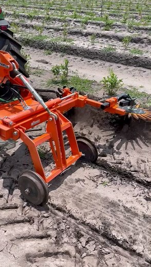 3K views · 54 reactions | Rinieri in north America in blueberries | Rinieri srl | Facebook