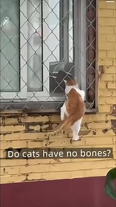 That cat🐱 just slipped right through the hole into the room—so smooth! #toocute #catlife #catlifestyle | ShanghaiEye