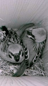 102K views · 2.1K reactions | Two European Tree Sparrows cosy up every night in the Winter 珞殺 #wildlife #birdwatching #nature #birdhouse #birds | Nest Box Live | Facebook