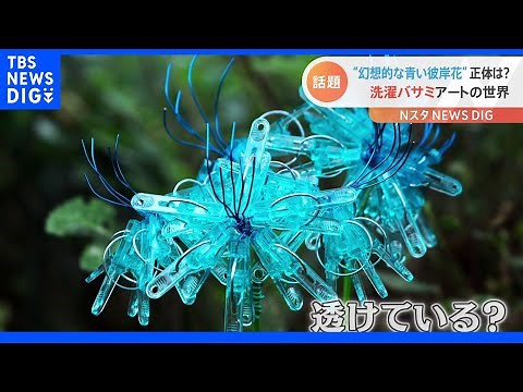 魅惑の“青いヒガンバナ”が現実に！「物語に出てきそう」な姿の秘密は？｜TBS NEWS DIG