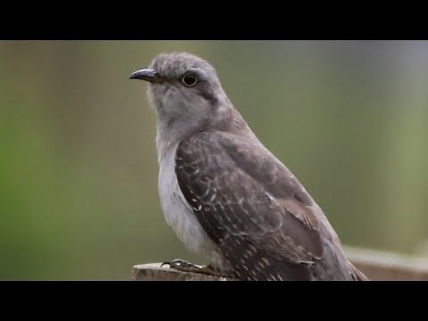 Pallid Cuckoo - Cornwallis
