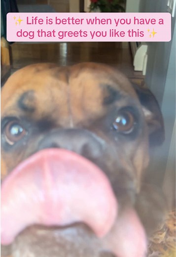 This video is guaranteed to make your day better 💖 #wiggle #boxerdog #doglove #dogsoftiktok #fyp