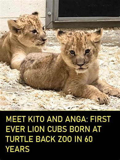 Fahad Khan on Instagram: "There is something to roar about at Turtle Back Zoo in Essex County, New Jersey: the arrival of two lion cubs, Kito and Anga. The cubs, born in late November to three‑year‑old lioness Makena, are now around six weeks old and doing well, according to zoo staff. Their birth is especially exciting because they are the first lion cubs ever born at the zoo in over 60 years of operation.​ The public helped choose their beautiful Swahili names through a poll hosted by TODAY. T