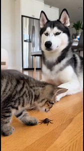Cat Slaps Dog… Then Puppy Brings a Cockroach 😂🐱🐶 #FunnyAnimals #CatVsDog #PetPrank #AnimalComedy #ViralPets | Social fun smiles