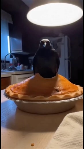 Real birds actually came out of this pie #shorts #crazy #viral