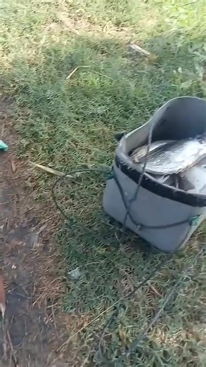 Spot Mancing Barramundi di Bambu Kuning