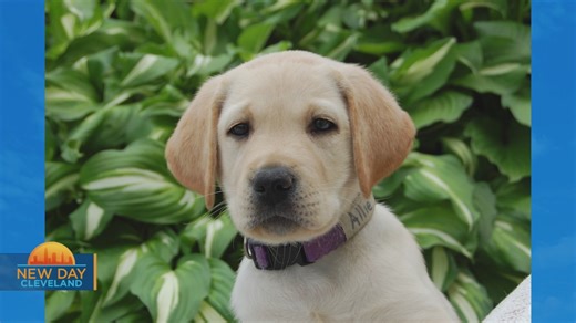 New Day Cleveland: Guiding Eyes for the Blind