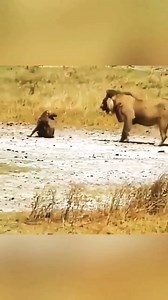 Animal Planet TV on Reels