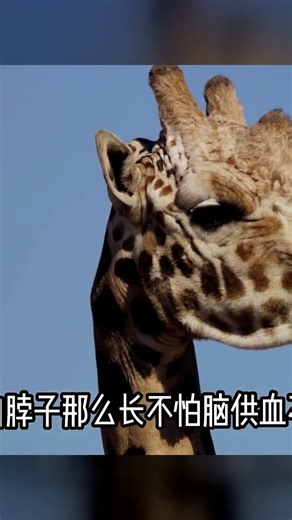 長頸鹿的秘密：脖子到底這么長是為了什么？吃草的神奇方式！ #军事 #军事科技 #武器 #航母 #战斗机