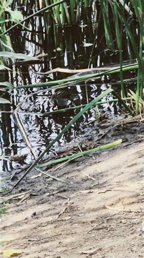 Sora (Porzana carolina) in Kumeyaay Lake, San Diego, CA