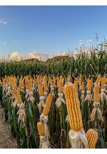 Manejo de Milho: Alta Produtividade e Dicas Eficazes