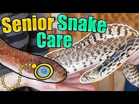 How to Identify and Care for Older Snakes
