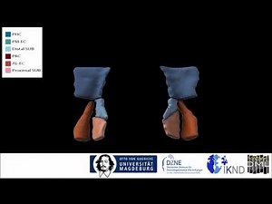 Functional subregions of the human entorhinal cortex