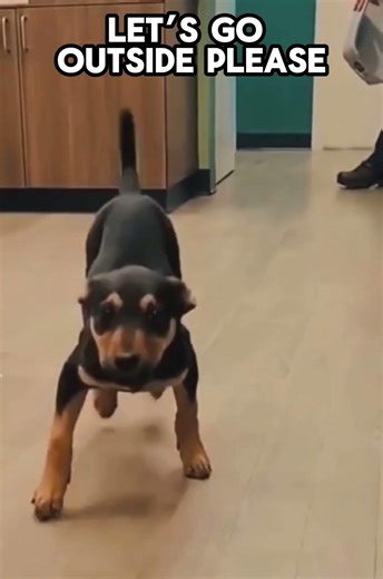 Happy Dog Pet Waste Removal
