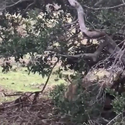 CR - Big Mistake When Python Catch Attack Dog 🤣😘😠 | NationFirst