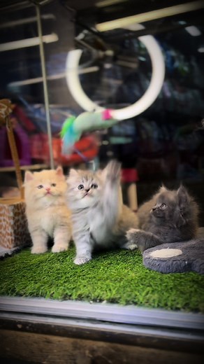 SOLD !! Alhamdulillah❤️ Mashallah Healthy and Playful Long Coated Litter Trained • Buy your favorite pet in 3 simple steps: Step 1- Choose your favorite pet. Step 2- Pay us via Cash, Jazz Cash, Easy Paisa, or Bank Transfer. Step 3- Pick up from our store or get delivered via cargo. • Cargo Available across All Pakistan. Cash on Delivery (Lahore Only) Order Now!!!! For More Details: 📱 0304-0423431 📱 03035012252 ☎️ 042 32319141 Location: 61-C Bank Square Market, Model Town, Lahore. #Persiankitte