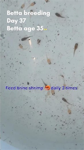 Betta fry #fishtank #fish #fishfry