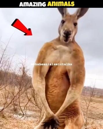 Amazing animals Kangaroo and Cheetah 😱#animals #islamicfact #amazingfacts #facts #animalrescue#