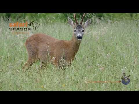 Wildlife wonders of Bulgaria in 4K