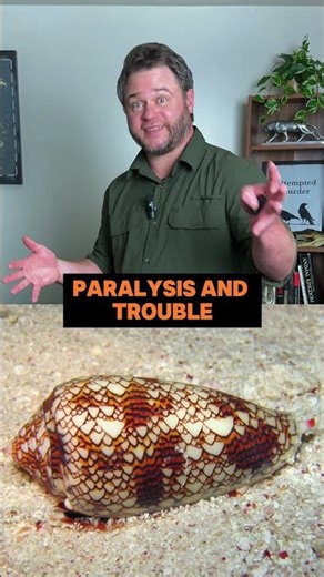 Prettiest Shell = Deadliest Snail