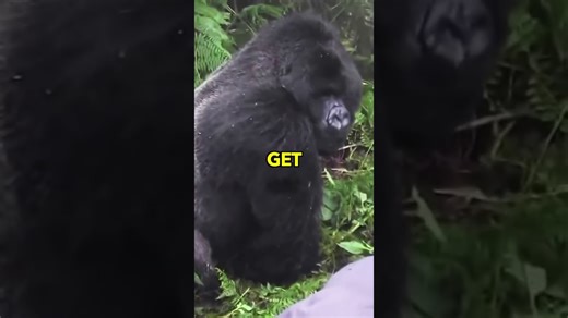 What experts advise if confronted by a gorilla attack