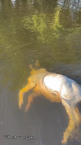 1.5M views · 396 reactions | Crocodylus porosus, el cocodrilo de agua salada una especie que puede llegar hasta los 7 m de longitud se distribuye en el sudeste asiático desde el norte de la India hasta Australia. #palaeos #biologia #zoologia #animales #ciencia #vidasalvaje #vidasilvestre #fauna #faunasilvestre #cocodrilo | Roberto Díaz Sibaja | Facebook