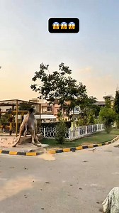 Angry camel #asfandyarbaz | Asfand Yar Vlogs