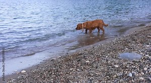 Cocker spaniel dog has fun playing and running along the beach on a hot spring day