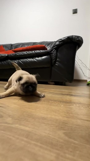 Ніяк не можу впіймати цю камеру! 😠#pug #happy #running