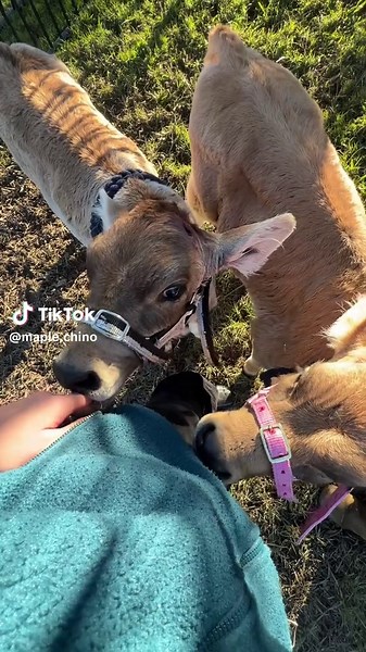 Day 7 of training Maple and Chino! #cows #cow #cowsoftiktok #countrylife #farm #farming #fyp #calves #babycow #babycows #fypシ #animals #mapleandchino #australia #cuteanimals #viral #livestock #agriculture #train #training