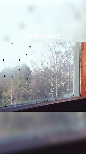 86K views · 62 reactions | Herr der Fliegen?  Nein, "Pfusch am Bau" mit Günther Nussbaum! ‍♂️ Dienstag um 20:15 Uhr auf PULS 4 oder schon jetzt streamen auf JOYN Österreich  #PfuschAmBau #Baustelle #PULS4 #JOYN #JOYNAT #pfusch | PULS 4 | Facebook